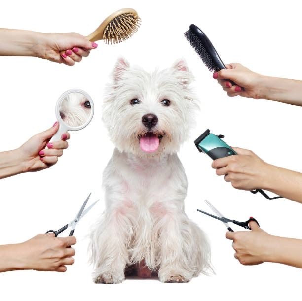 Dog Grooming