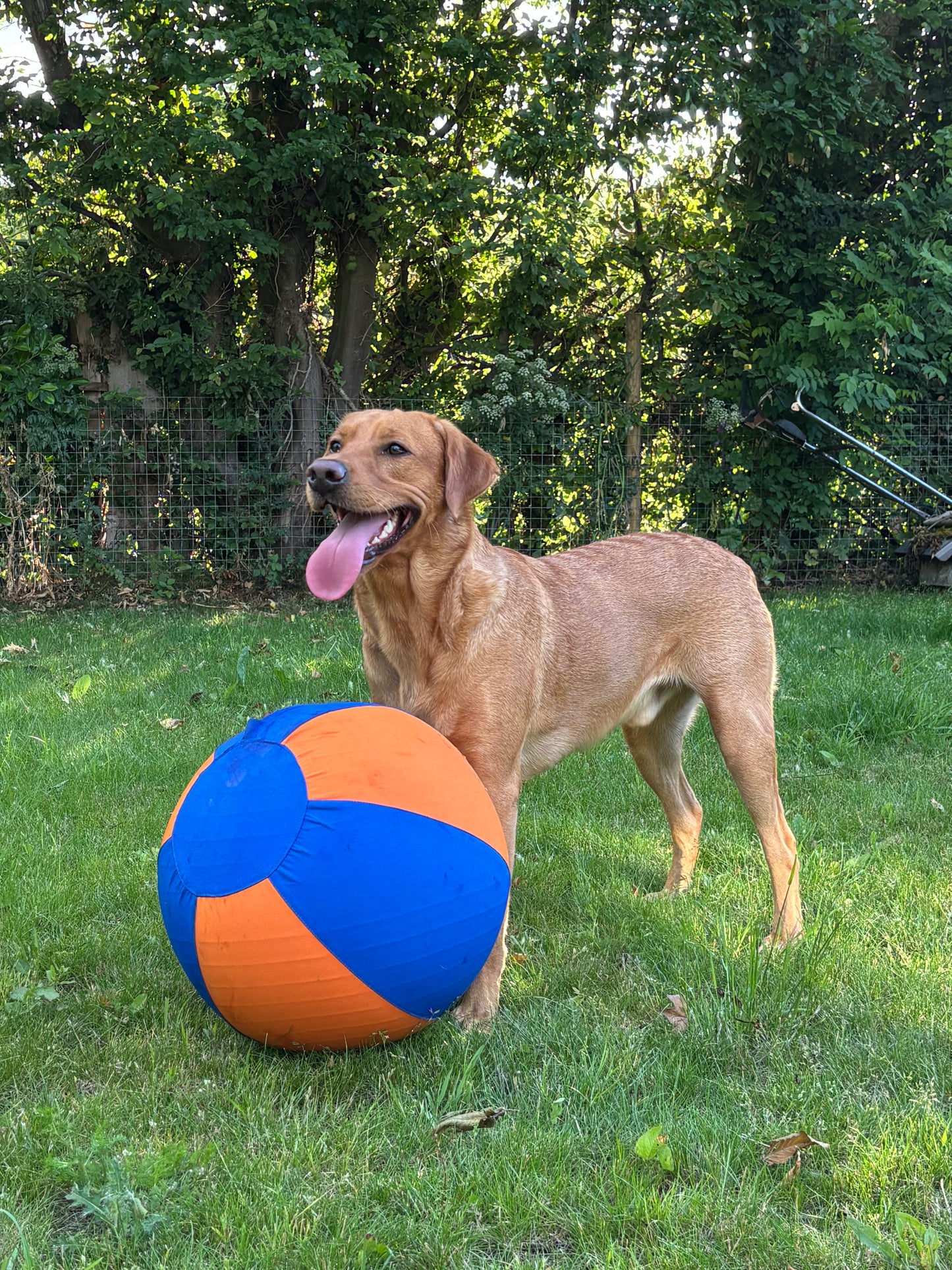 Haavico™PawBall