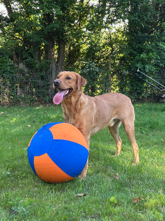 Haavico™PawBall